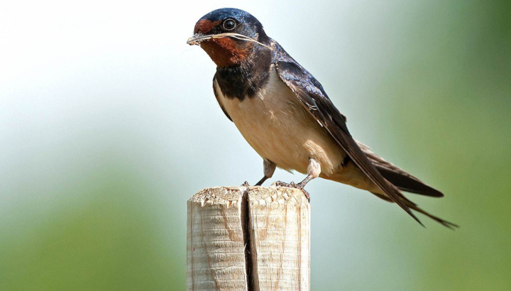 C’est le printemps, les <strong>hirondelle</strong>s rustiques sont là !